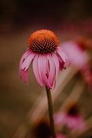 Fleurs colorées des jardins A bird | photographie de nature
