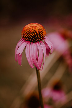 Kleurrijke bloemen van de A vogel tuinen | natuur fotografie