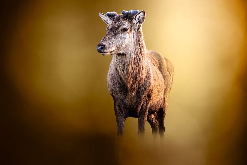 Cerf élaphe sur un beau fond par Gianni Argese