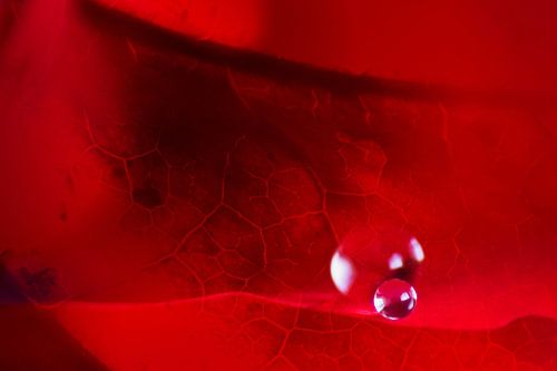 Roos en herfstblad samen