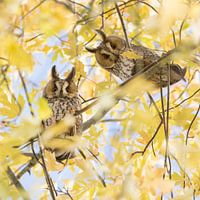 Autumn photo | Two curious long-eared owls in a sugar maple