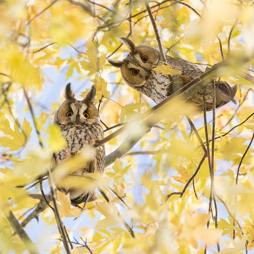 Herfstfoto | Twee nieuwsgierige Ransuilen in een Suikeresdoorn van Servan Ott