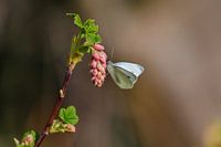 Cabbage white on Ribes