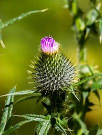 Purple thistle in bud by QEIMOY