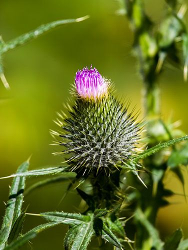 Paarse distel in knop