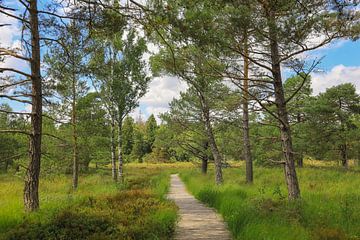 On boardwalks through the Wurzacher Ried - Landkreis Ravensburg by BlattArt - Christine Horn