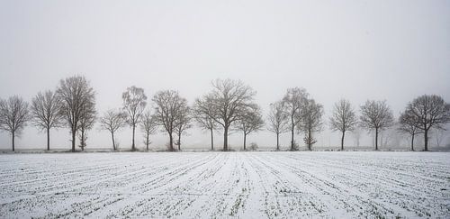 minimalist winter landscape with field and row of trees