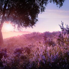Purple flowering heather at sunrise over Veluwe landscape by Fotografiecor .nl