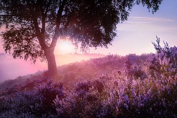 Purple flowering heather at sunrise over Veluwe landscape