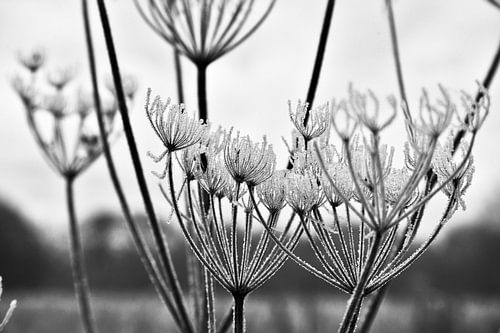 Plant/flower with frost in winter, black and white photo
