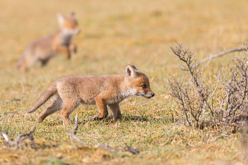 Nature | De jeunes renards jouent dans les dunes