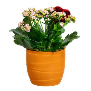 Moederdagcadeau met een hartje in een Kalanchoë-bloem van ManfredFotos
