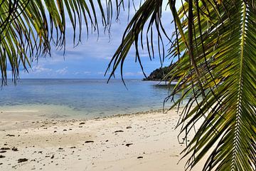 Palmbomen op tropische stranden in de Seychellen