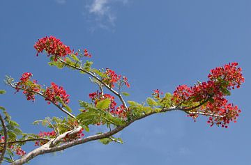 Bloemenpracht in Suriname van Natuurpracht   Kees Doornenbal