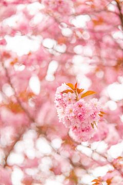 Cherry blossom flower cherry by Leo Schindzielorz