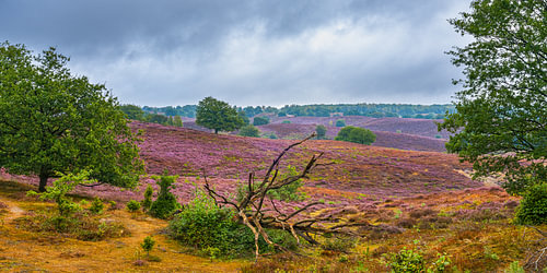 Panoramic view of the heather in bloom on the Posbank, near Rheden and Arnhem