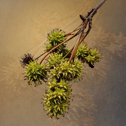 Sweetgum tree in autumn