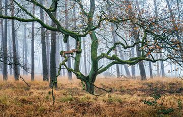 Mistige ochtenddroom van Falko Schulze Photography