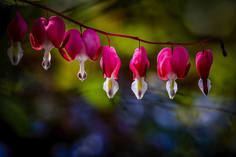 Blossom splendor - Teary hearts by Hartmut Anker