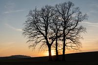 Silhouet van bomen bij zonsondergang