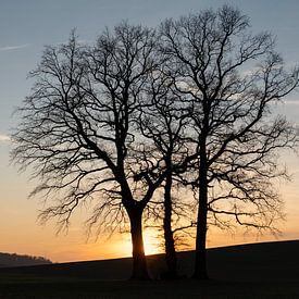 Silhouette of trees at sunset by Heidemuellerin