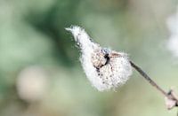 Macro photo of beautiful flower on a sunny spring day!