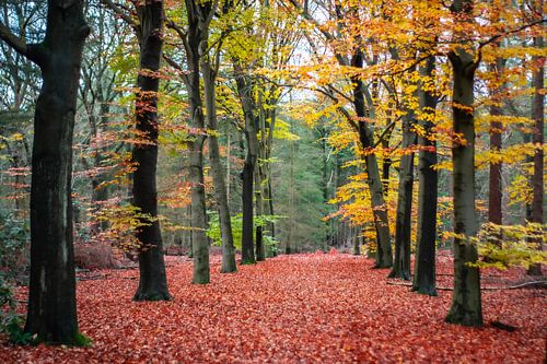 Autumn in the woods.
