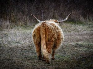 Schottischer Highlander Ausreißer