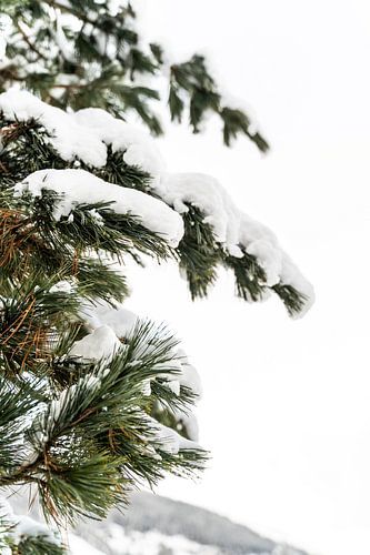 Wintergreen in Ischgl, Austria