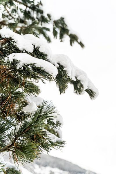 Wintergreen à Ischgl, Autriche par Xulé Bogers