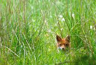 Fuchswelpe im hohen Gras von Petra De Jonge Miniaturansicht
