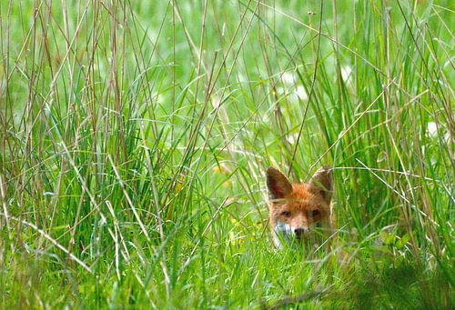 Louveteau de renard dans l'herbe haute