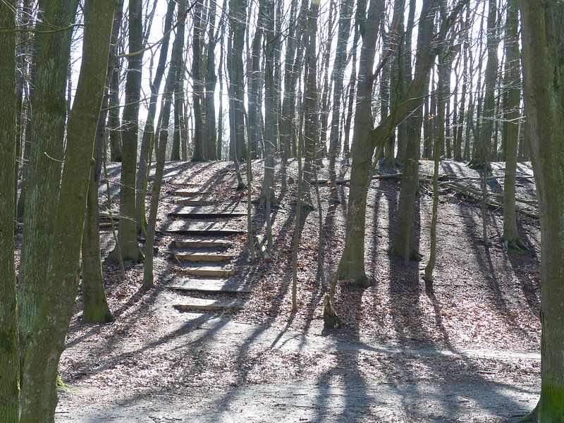 Trap in bos von Angelique Roelofs