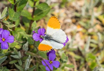 Aurora butterfly on a flower by Animaflora PicsStock