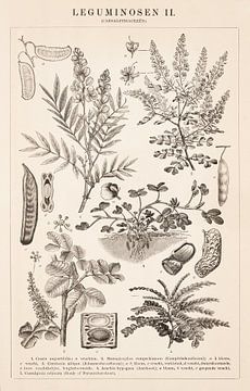 Botanical print Leguminosae II by Studio Wunderkammer