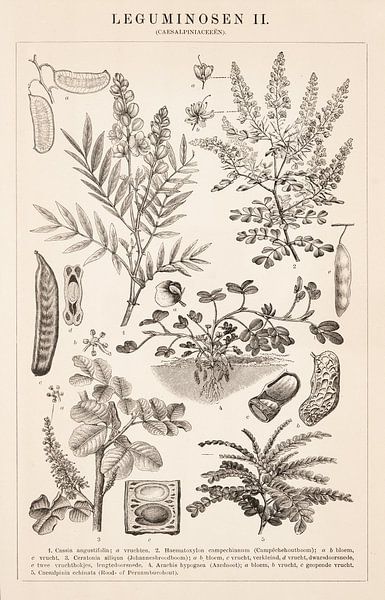Empreinte botanique Leguminosae II par Studio Wunderkammer