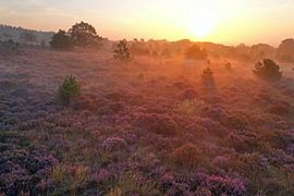 Aerial view of the flowering heather on the Veluwe at sunrise in the Netherlands by Eye on You