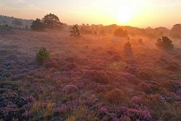 Luchtfoto van de bloeiende heide op de Veluwe bij zonsopgang in Nederland van Eye on You