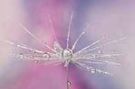 Dandelion pink by Miranda van Hulst thumbnail