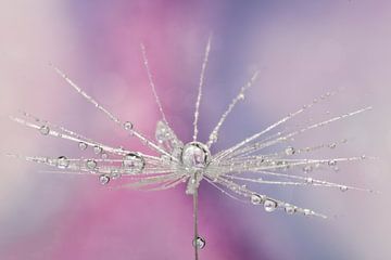 Dandelion pink by Miranda van Hulst