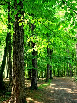 Im Frühlingswald von Ostsee Bilder