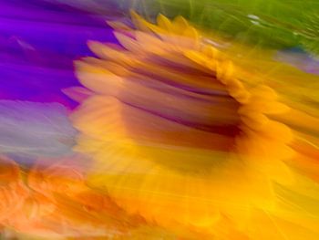 Zonnebloem in beweging