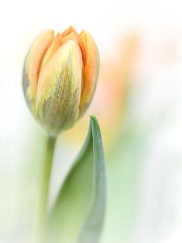 It feels good.... (new edit)  (bloem, tulp)
