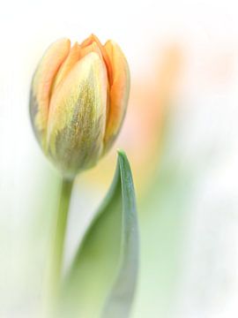 It feels good.... (new edit) (flower, tulip) by Bob Daalder