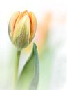 It feels good.... (new edit) (flower, tulip) by Bob Daalder thumbnail
