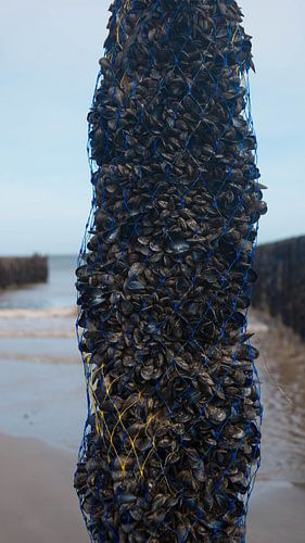 Muscheln in Nordfrankreich von Carole Clément