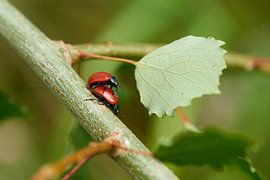 Poplar Leaf Beetle by Karin Jähne
