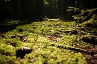 Waldboden am Morgen