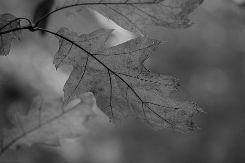 Herfstbladeren