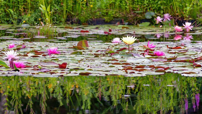 Colourful water lilies by Paula van den Akker